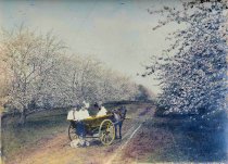 Bell Marguerite Orchard